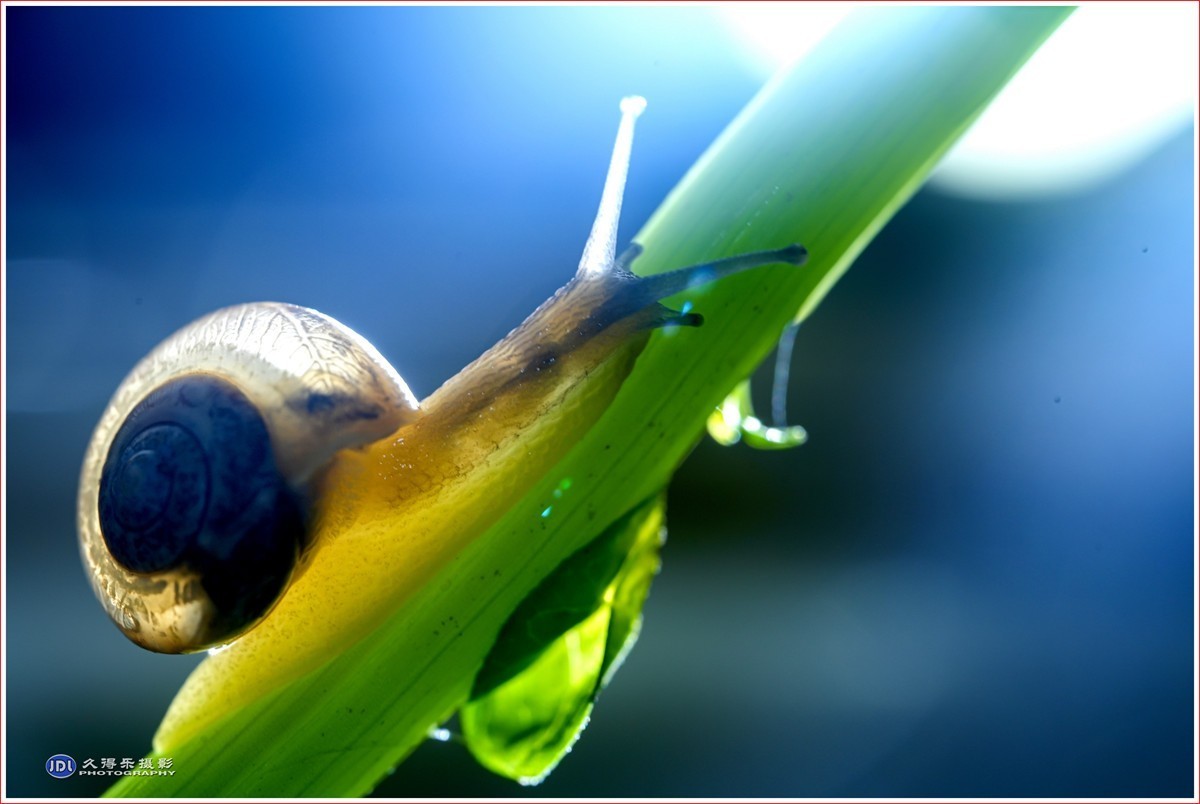 2024-（181）微距——小小蜗牛（四）