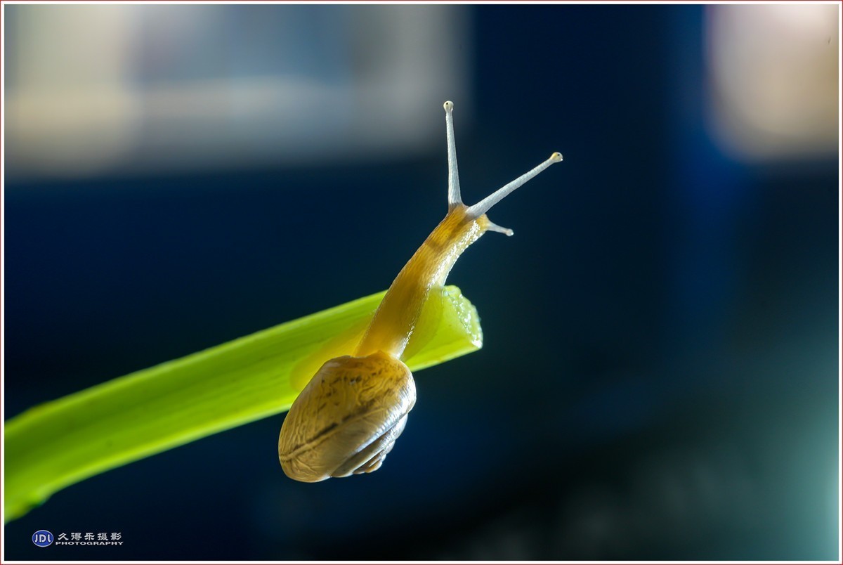 2024-（181）微距——小小蜗牛（四）