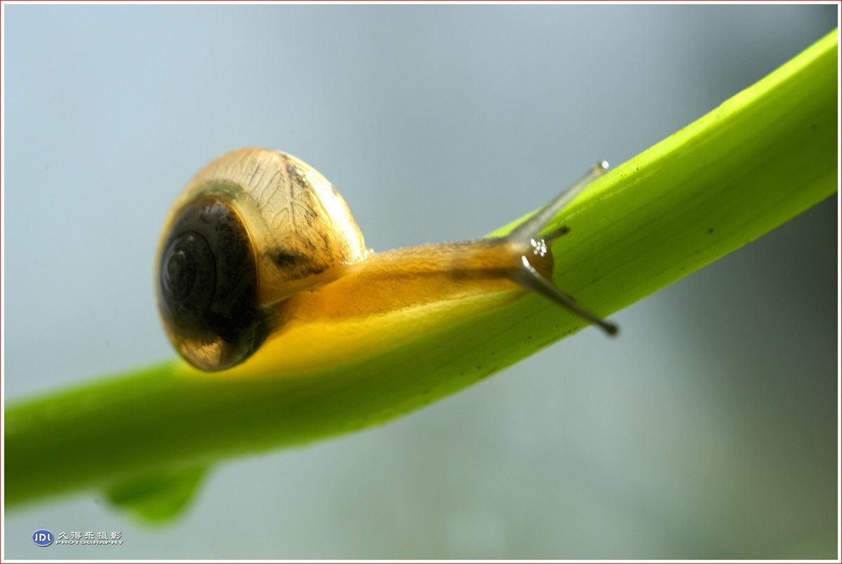 2024-（181）微距——小小蜗牛（四）