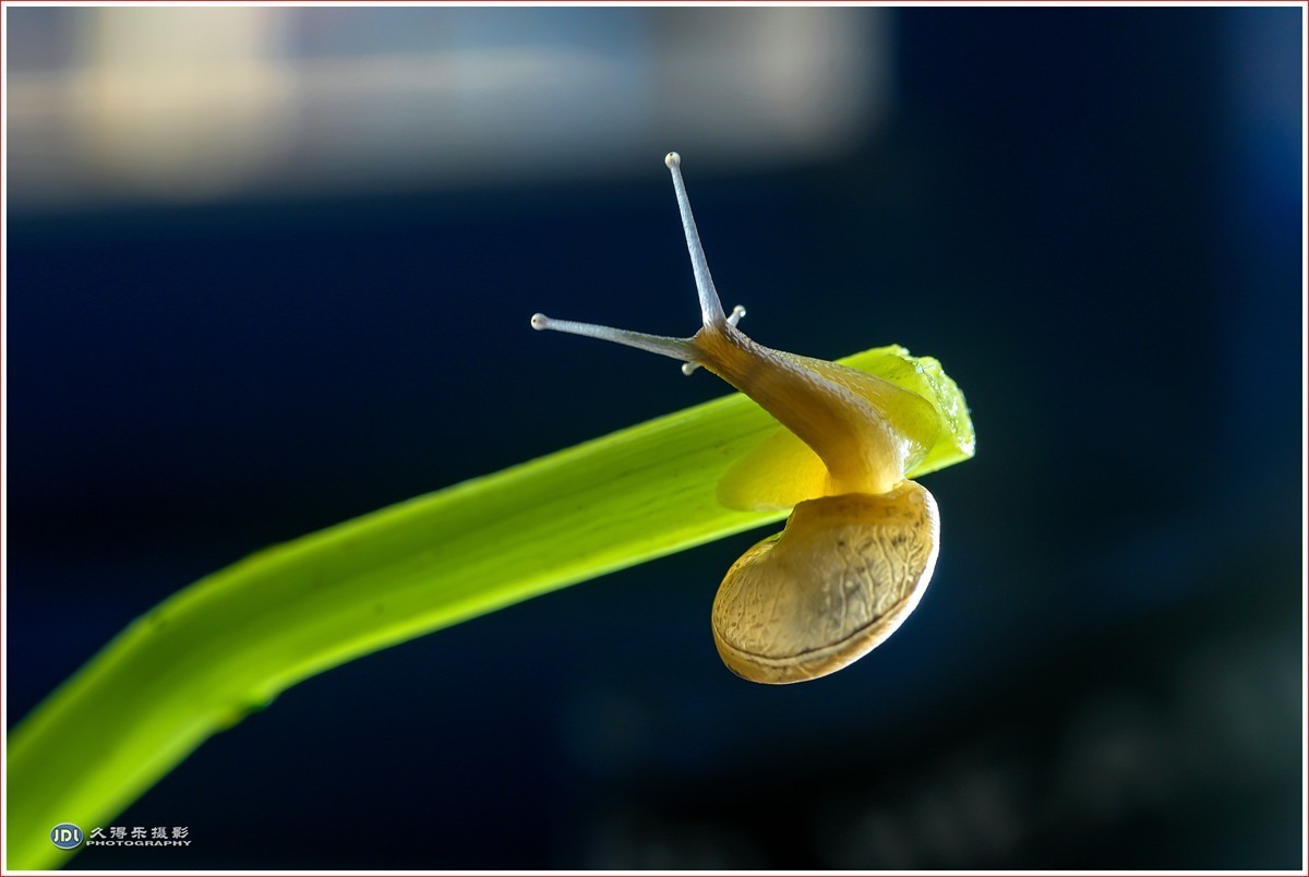 2024-（181）微距——小小蜗牛（四）