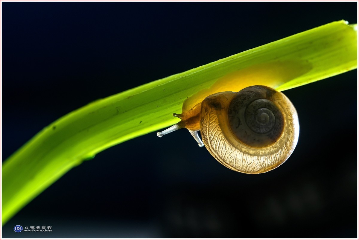 2024-（181）微距——小小蜗牛（四）