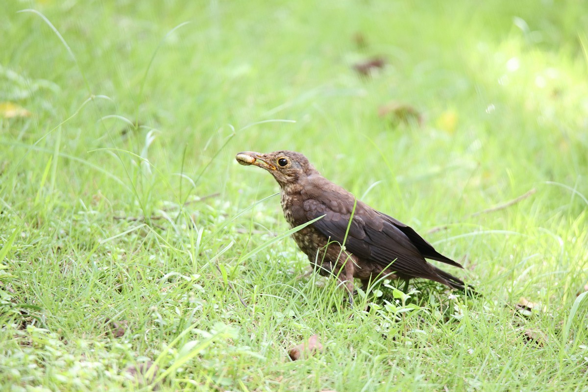 鸟儿抓到了小虫