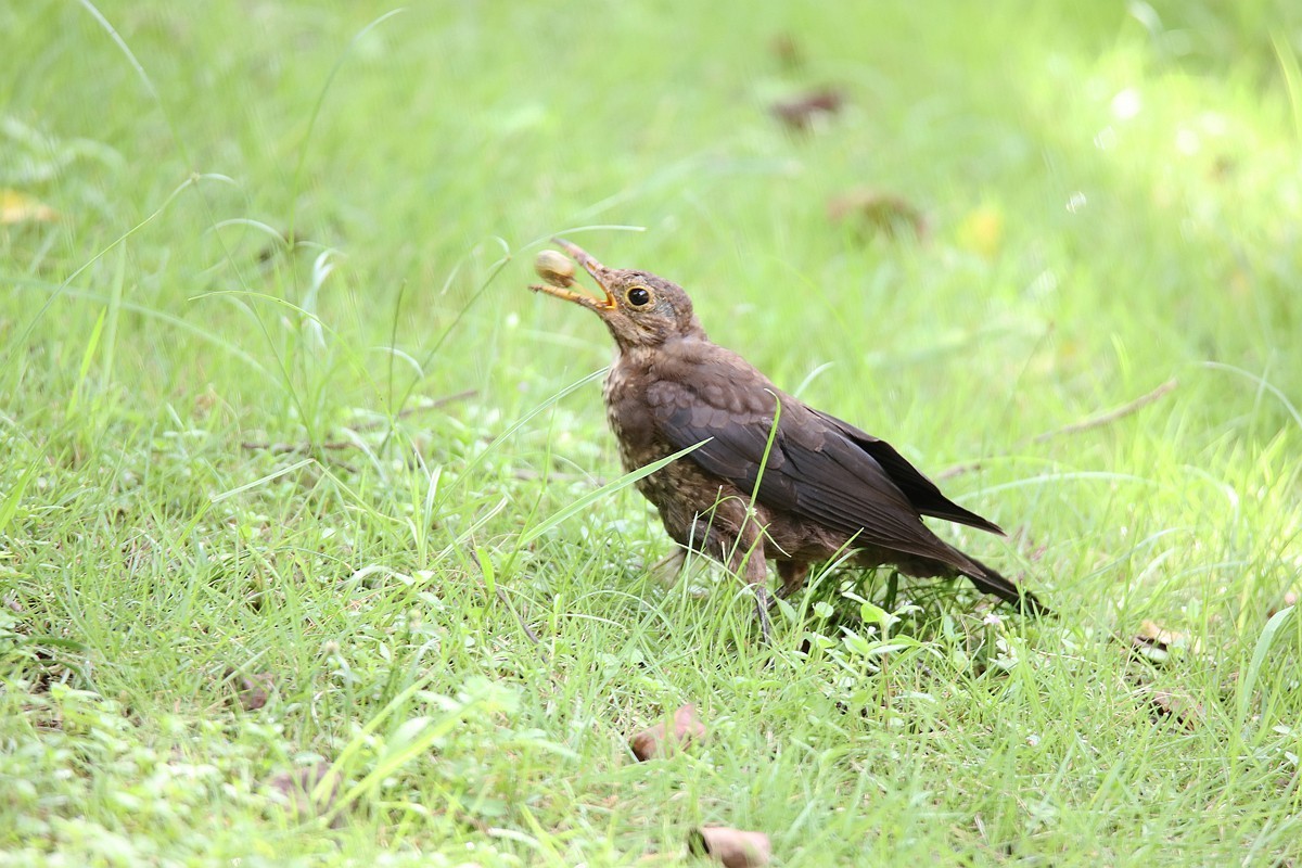 鸟儿抓到了小虫