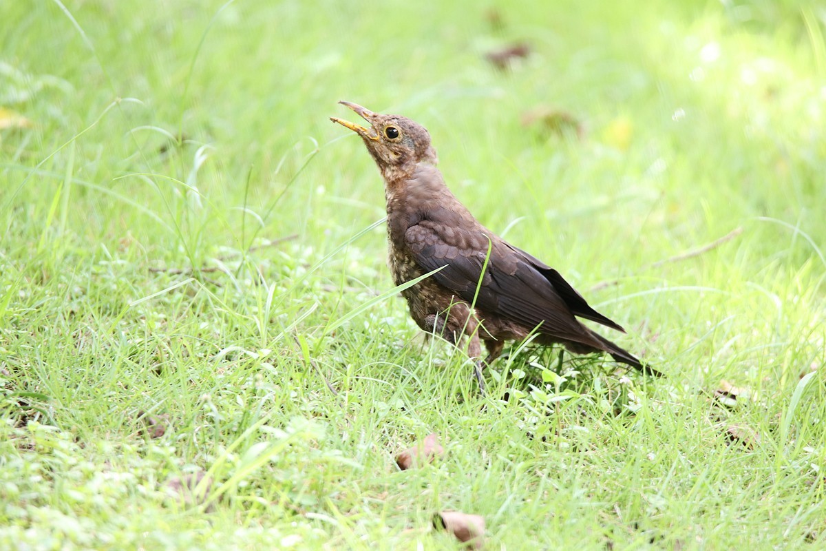 鸟儿抓到了小虫