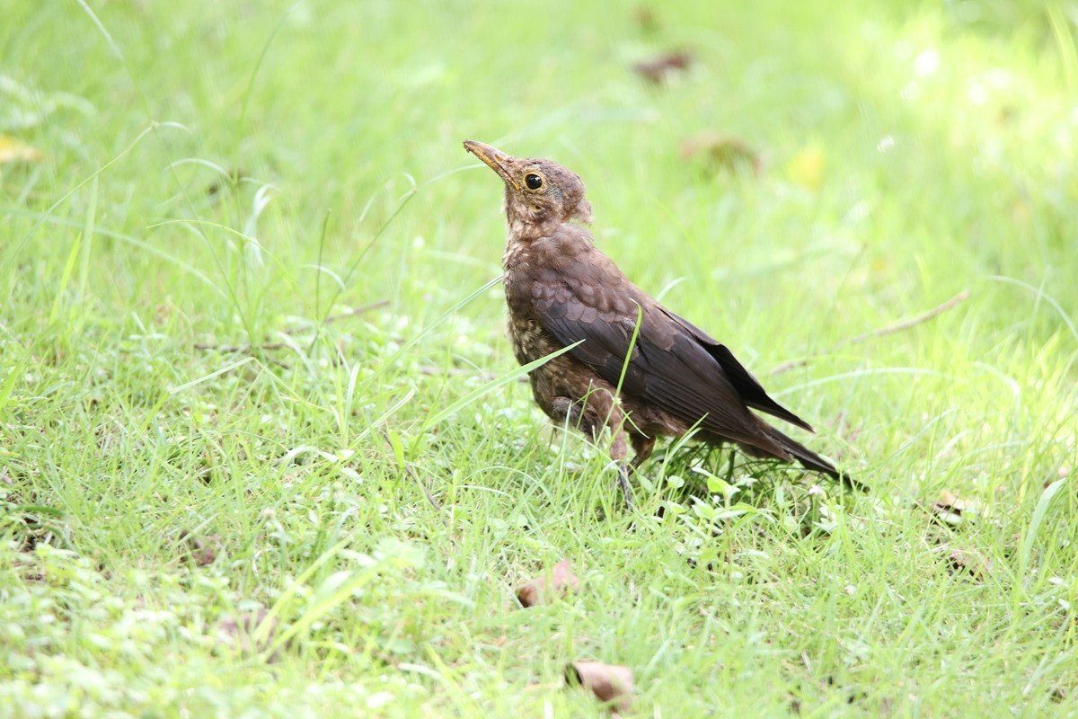 鸟儿抓到了小虫