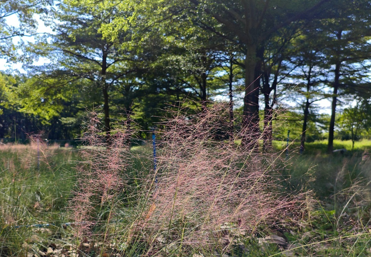 粉黛乱子草。