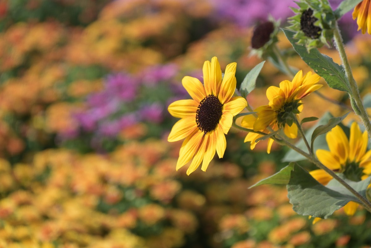 2024，宁波植物园秋拍之四