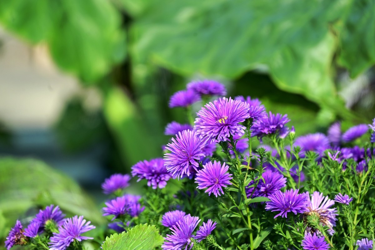 2024，宁波植物园秋拍之四