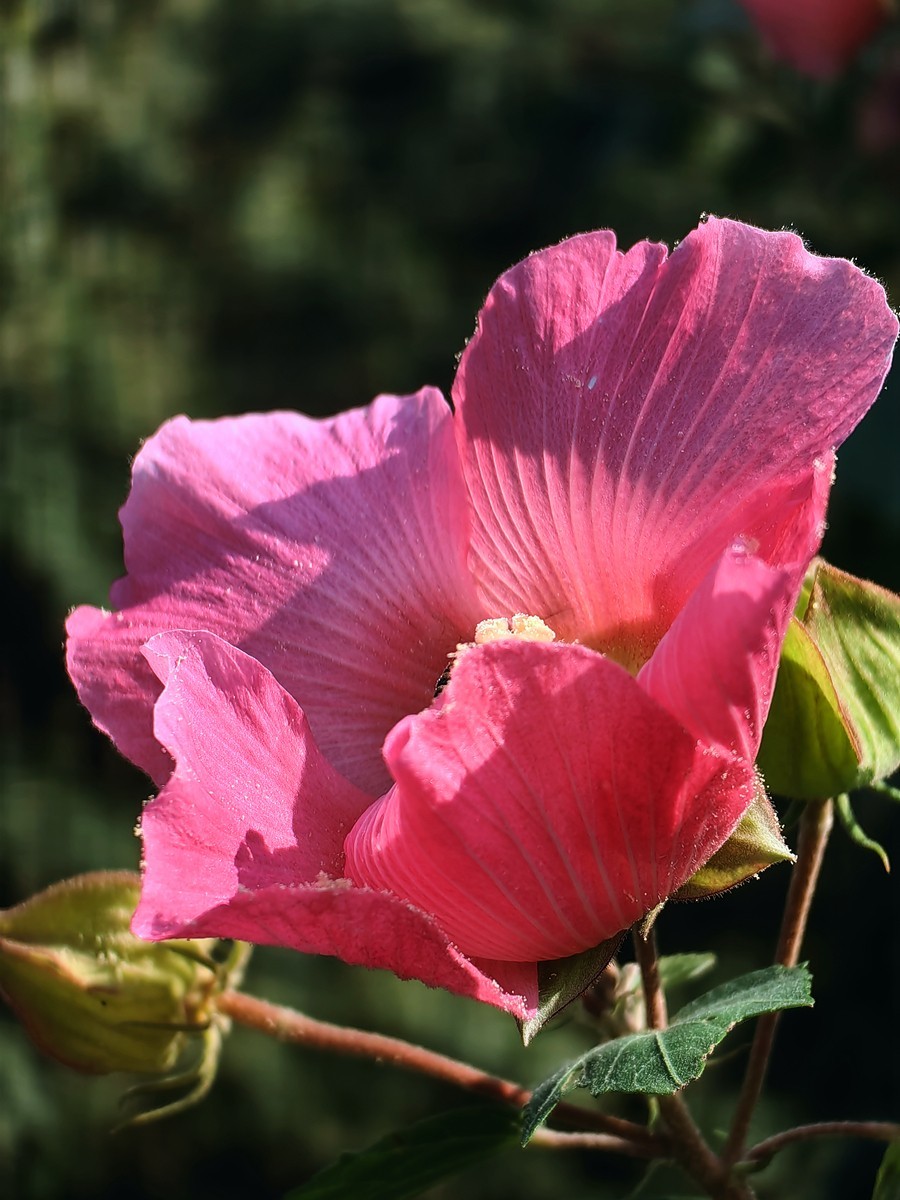 2024，宁波植物园秋拍之四