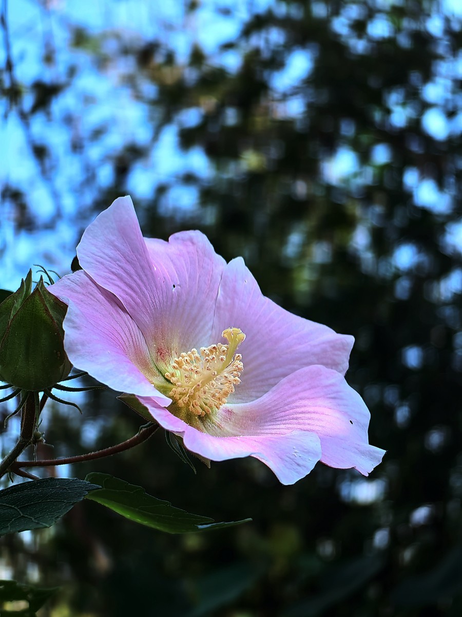 2024，宁波植物园秋拍之四