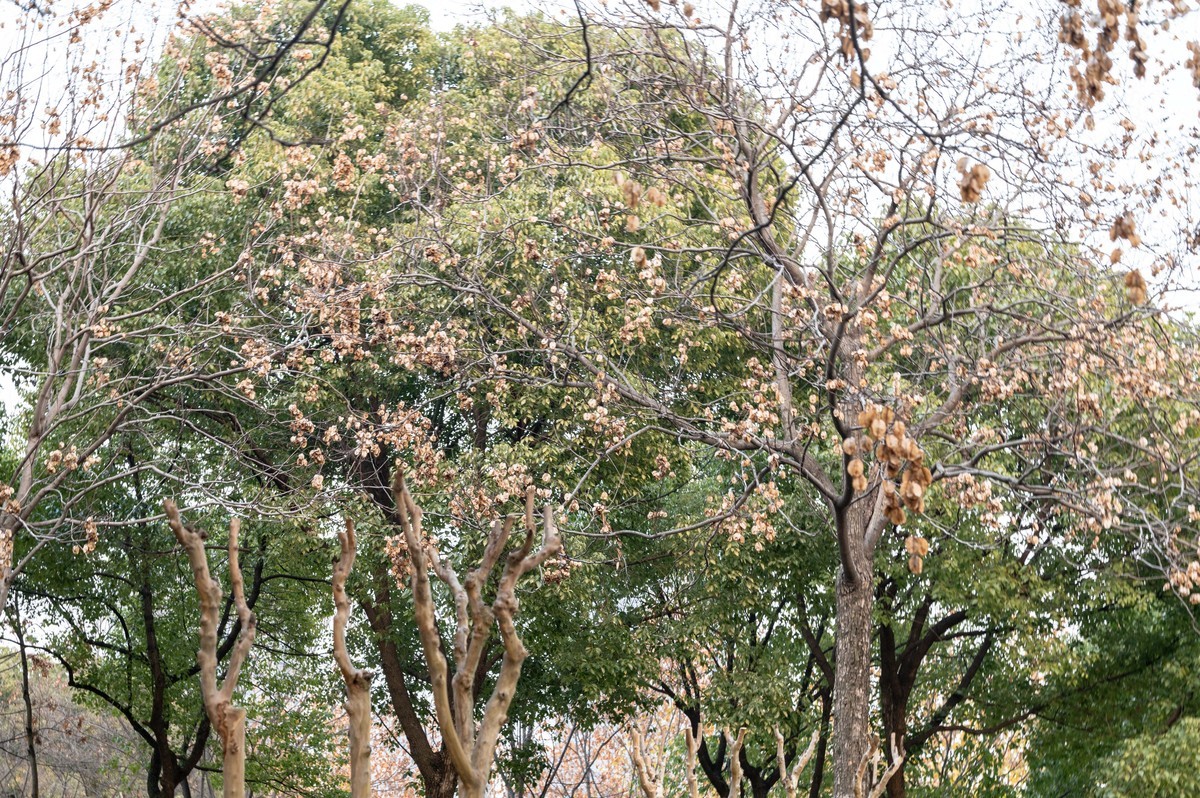 庐州印象（428）冬季天鹅湖