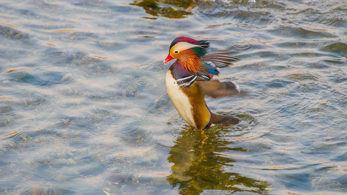 大 连 的 海 ------ 菱 角 湾 的 精 灵