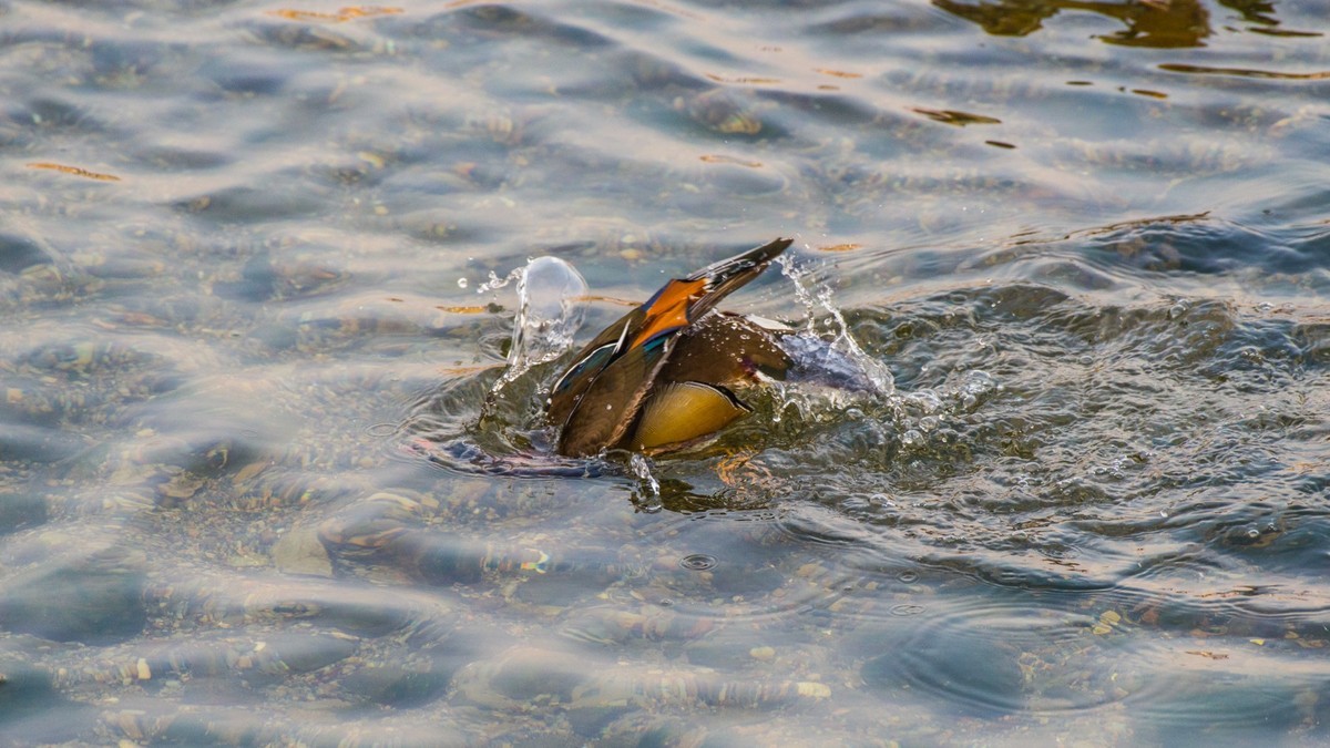大 连 的 海 ------ 菱 角 湾 的 精 灵