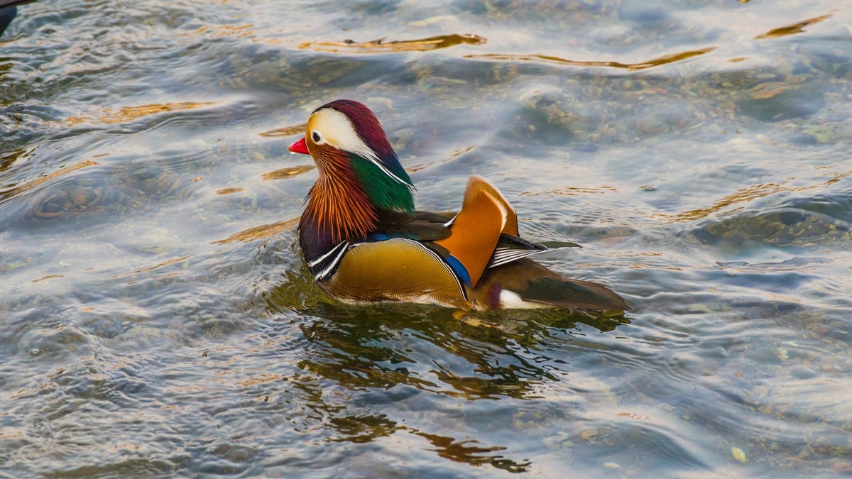大 连 的 海 ------ 菱 角 湾 的 精 灵