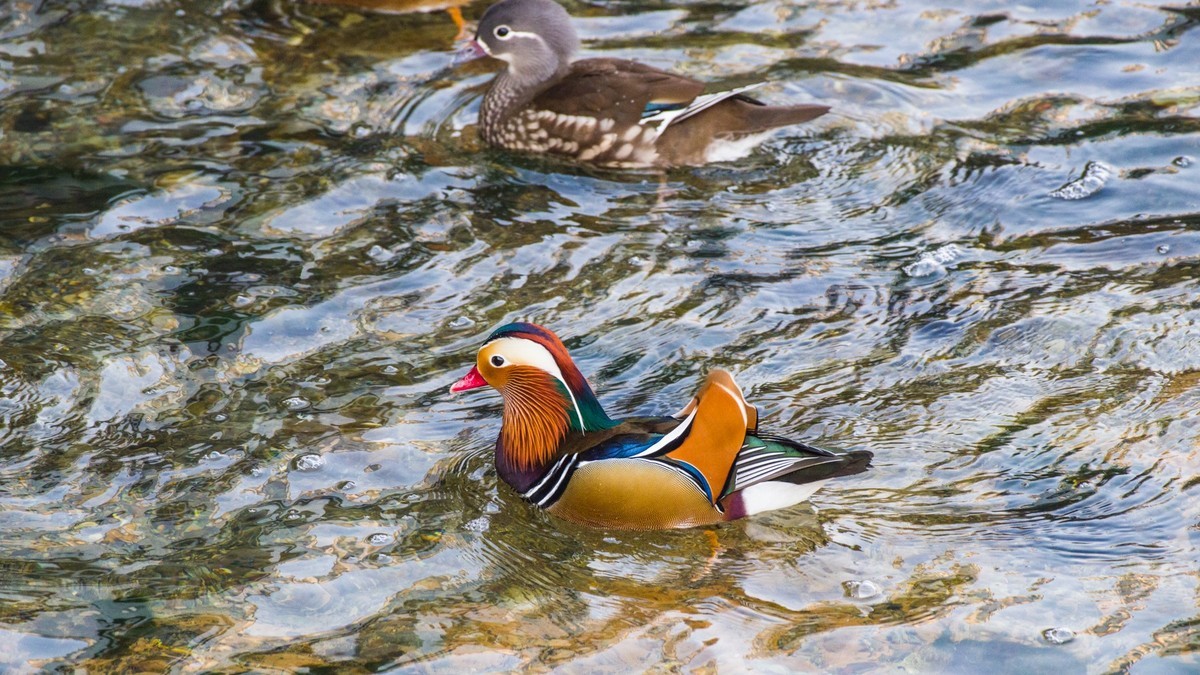 大 连 的 海 ------ 菱 角 湾 的 精 灵