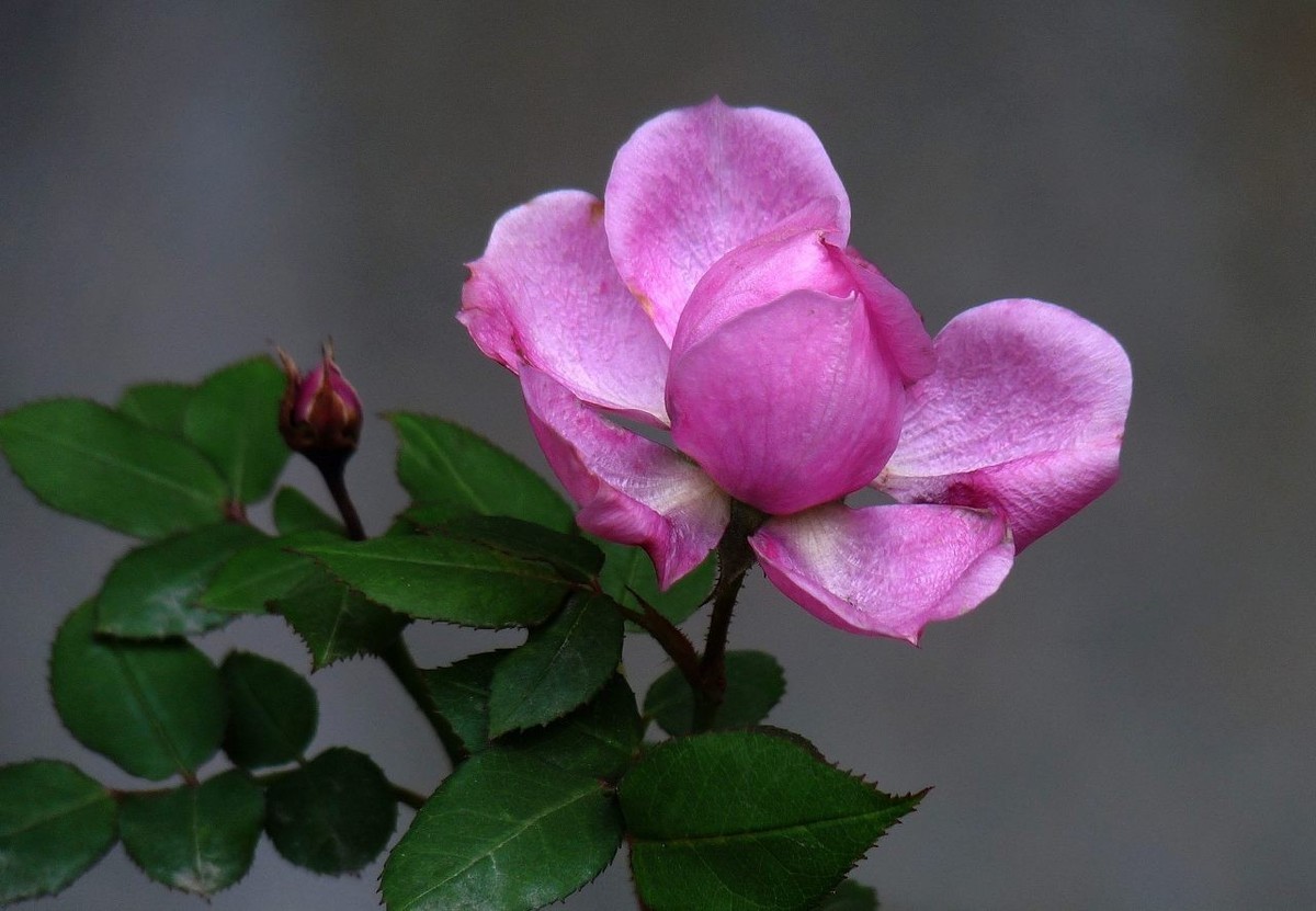 杂花迎春