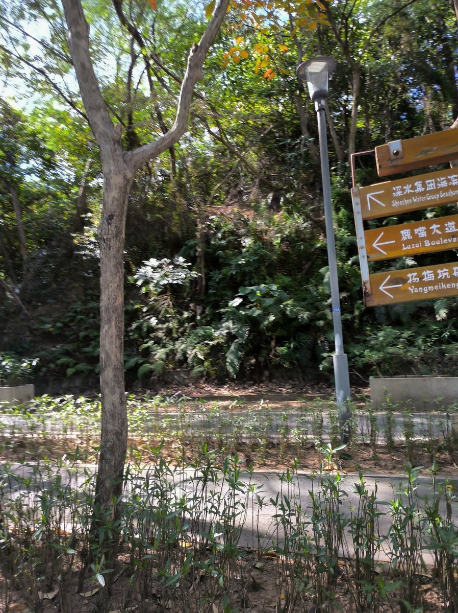 2025春节 广东行（104）杨梅坑海岸