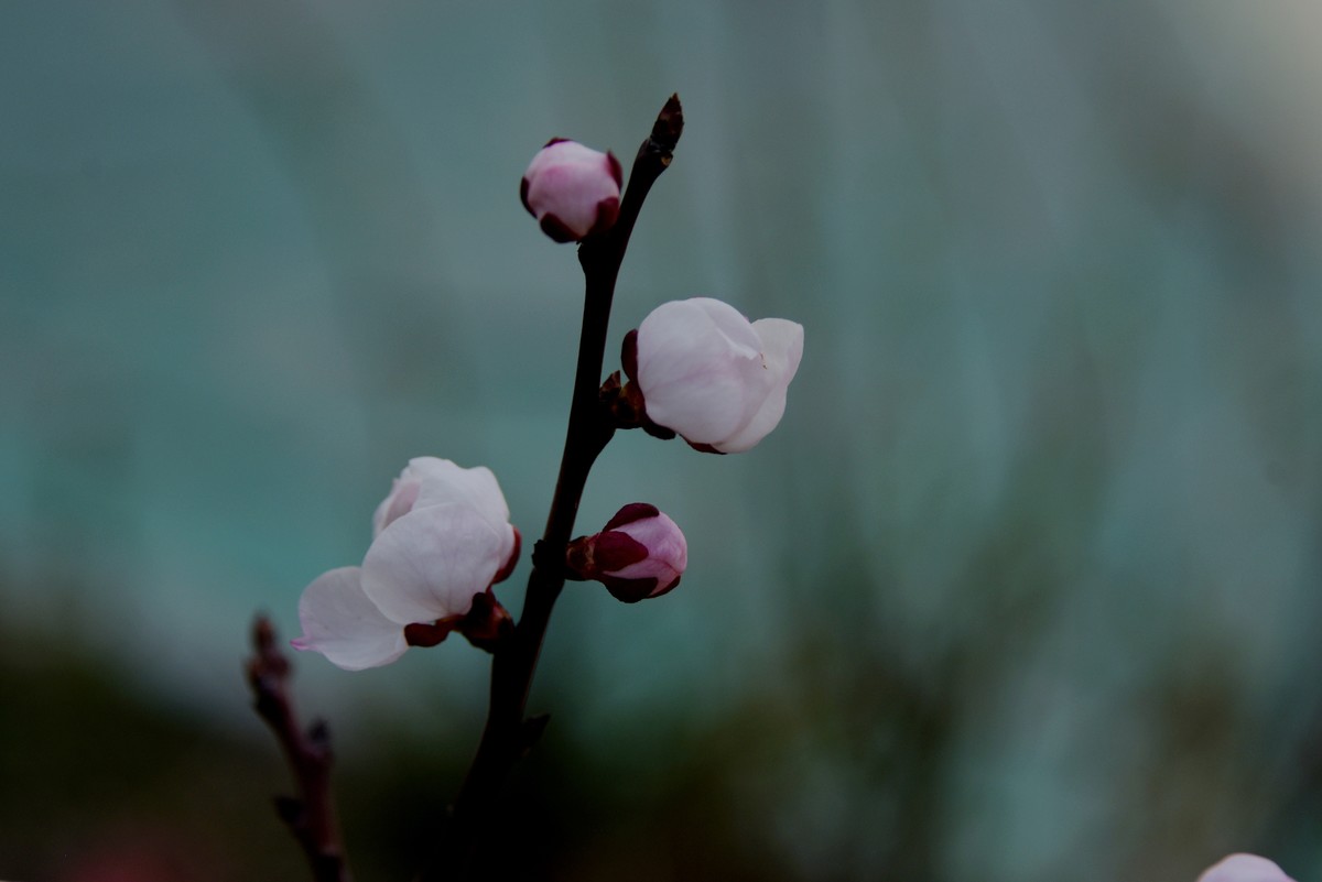 2025之春（一）－ 杏花（1）