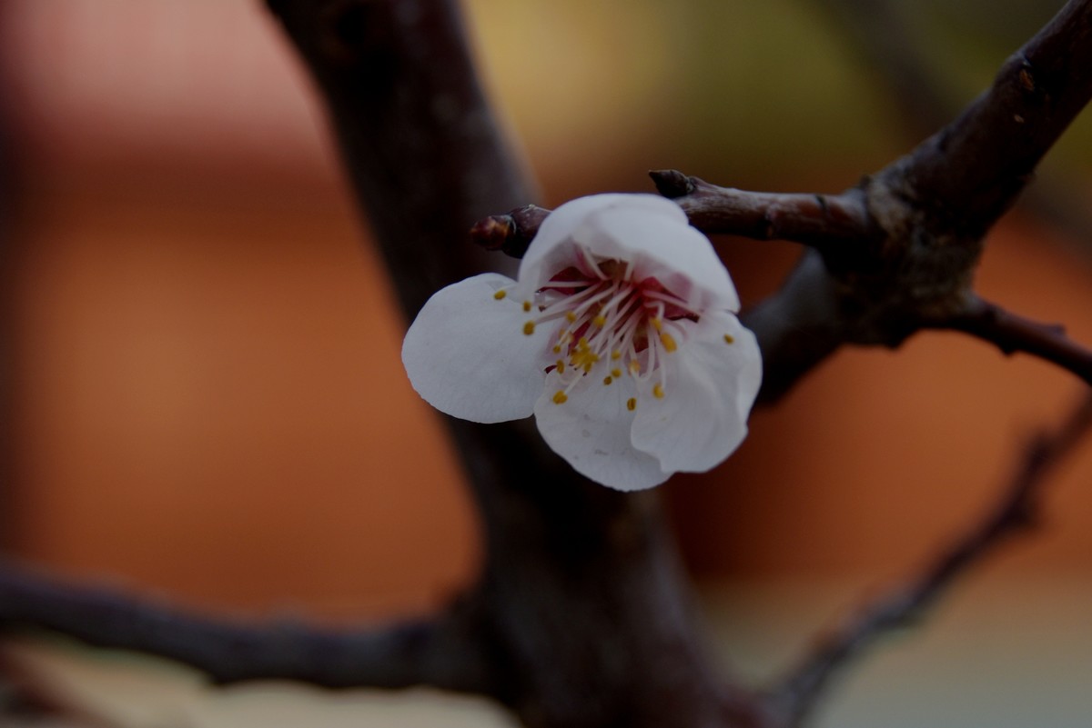 2025之春（一）－ 杏花（1）