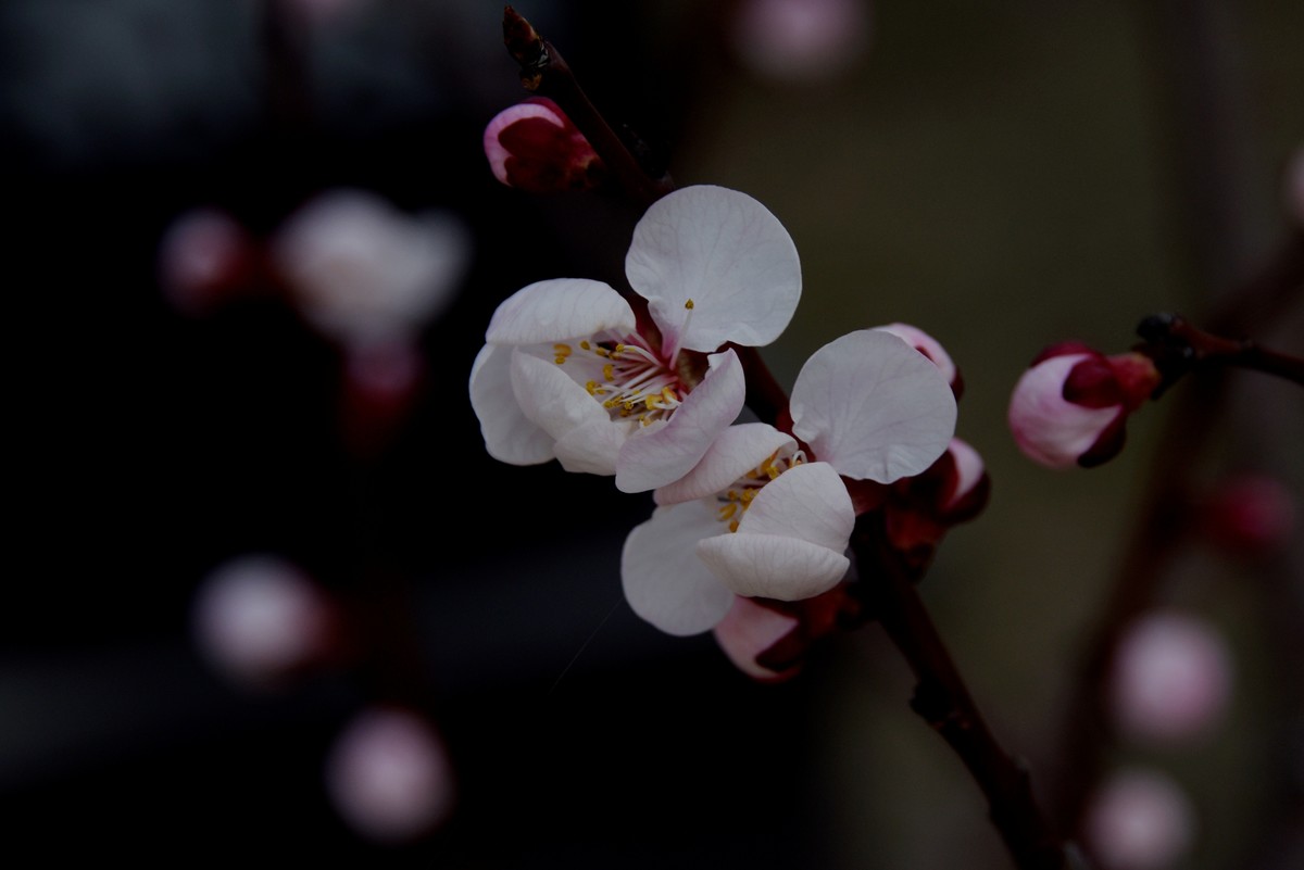 2025之春（一）－ 杏花（1）