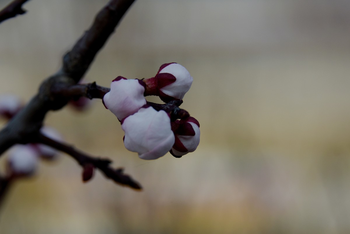 2025之春（一）－ 杏花（1）