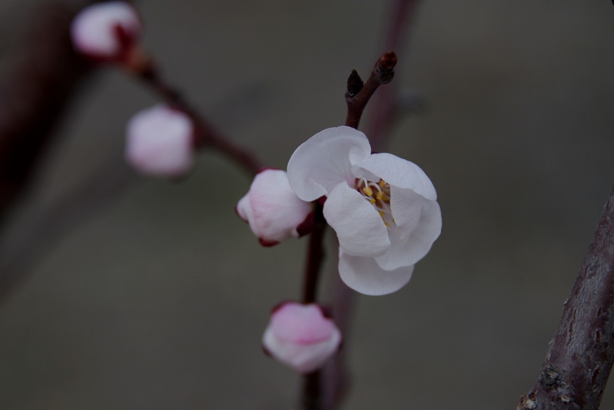2025之春（一）－ 杏花（1）