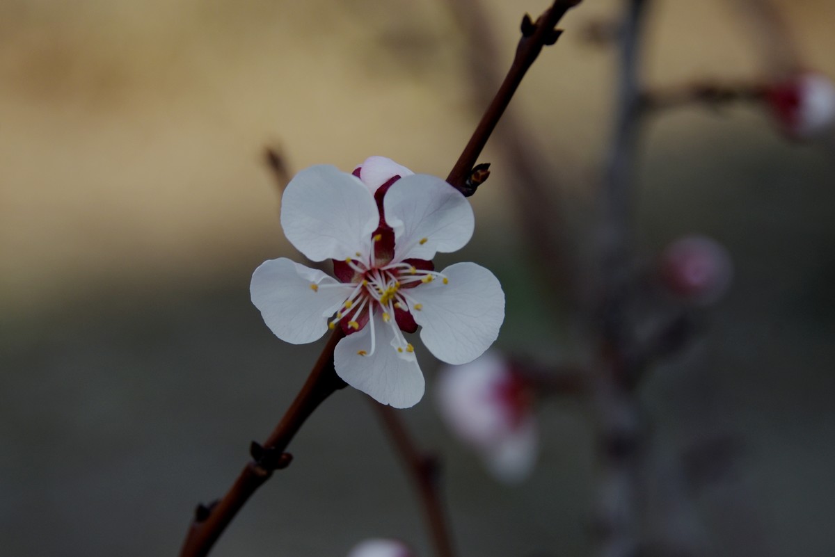 2025之春（一）－ 杏花（1）