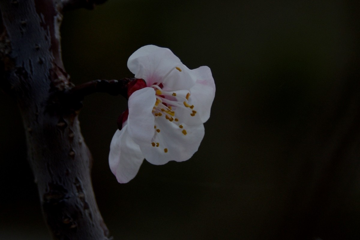 2025之春（一）－ 杏花（1）