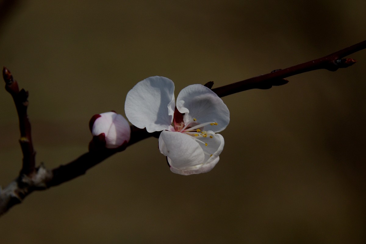 2025之春（一）－ 杏花（1）