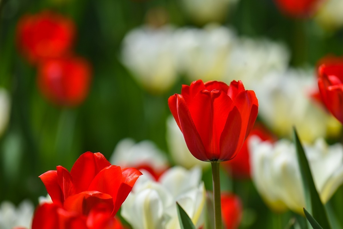 2025年第0238贴-中山公园郁金香纪实（0409）