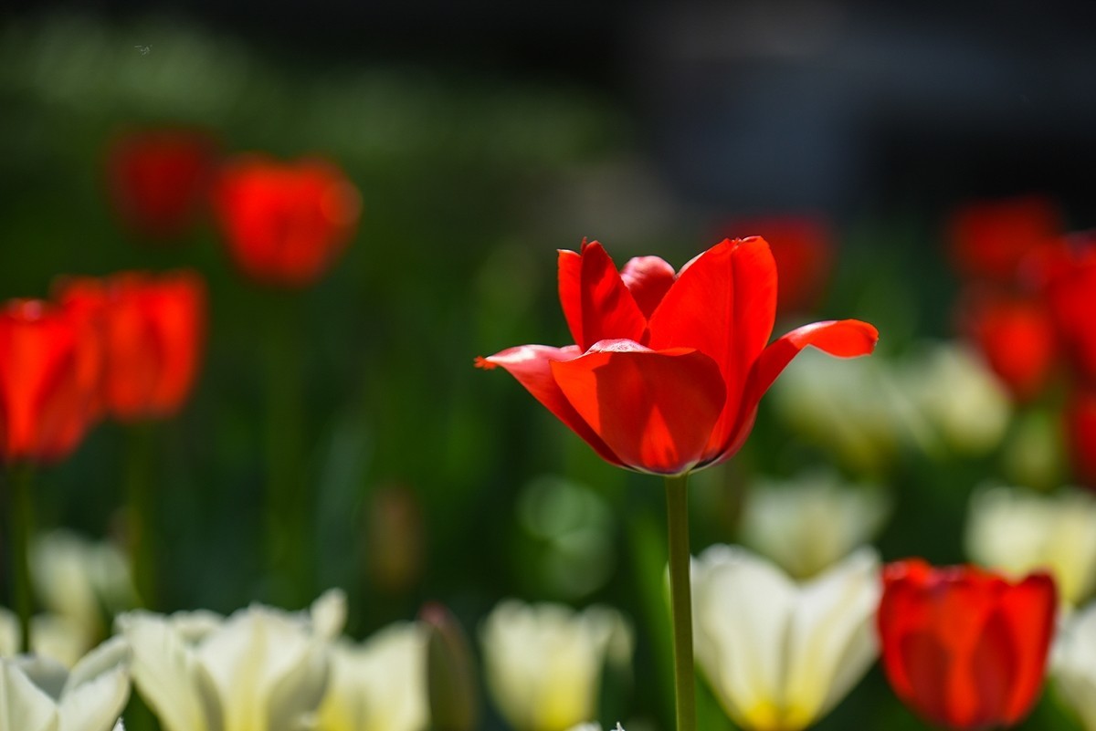 2025年第0238贴-中山公园郁金香纪实（0409）