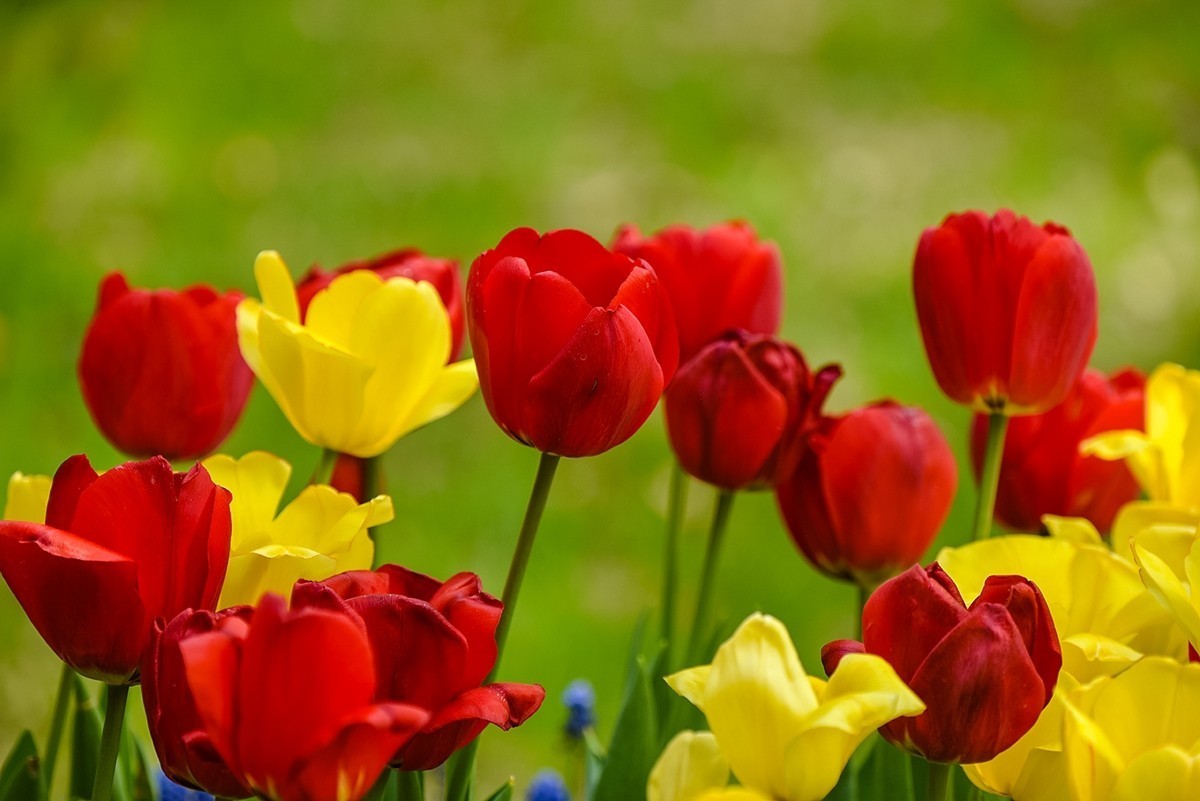 2025年第0238贴-中山公园郁金香纪实（0409）