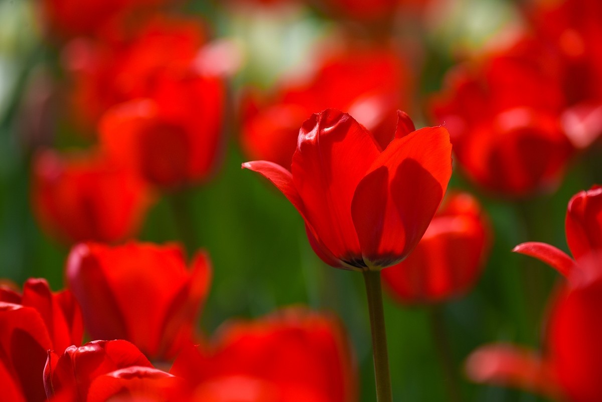 2025年第0238贴-中山公园郁金香纪实（0409）