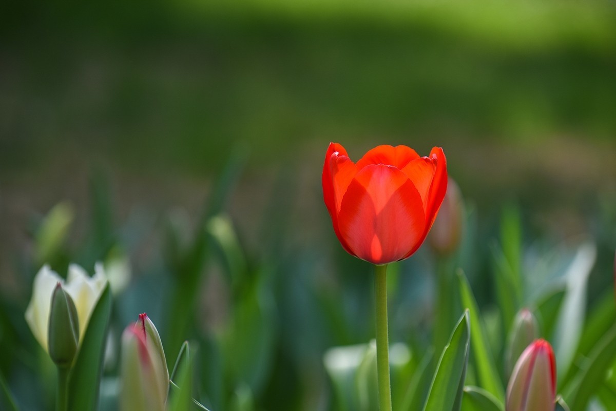 2025年第0238贴-中山公园郁金香纪实（0409）