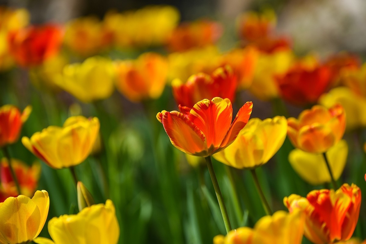 2025年第0238贴-中山公园郁金香纪实（0409）