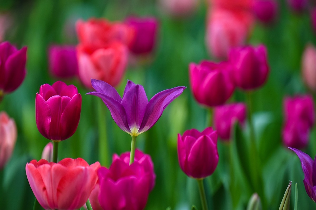 2025年第0238贴-中山公园郁金香纪实（0409）