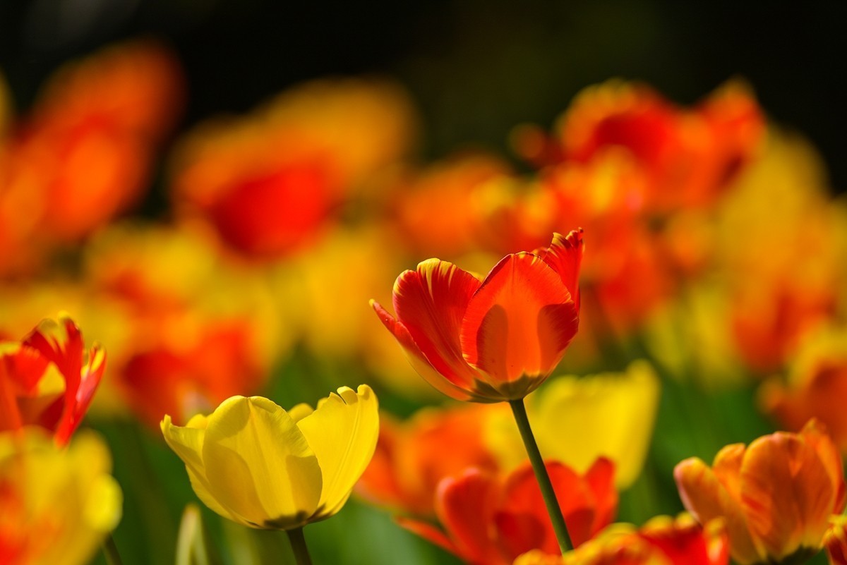 2025年第0238贴-中山公园郁金香纪实（0409）