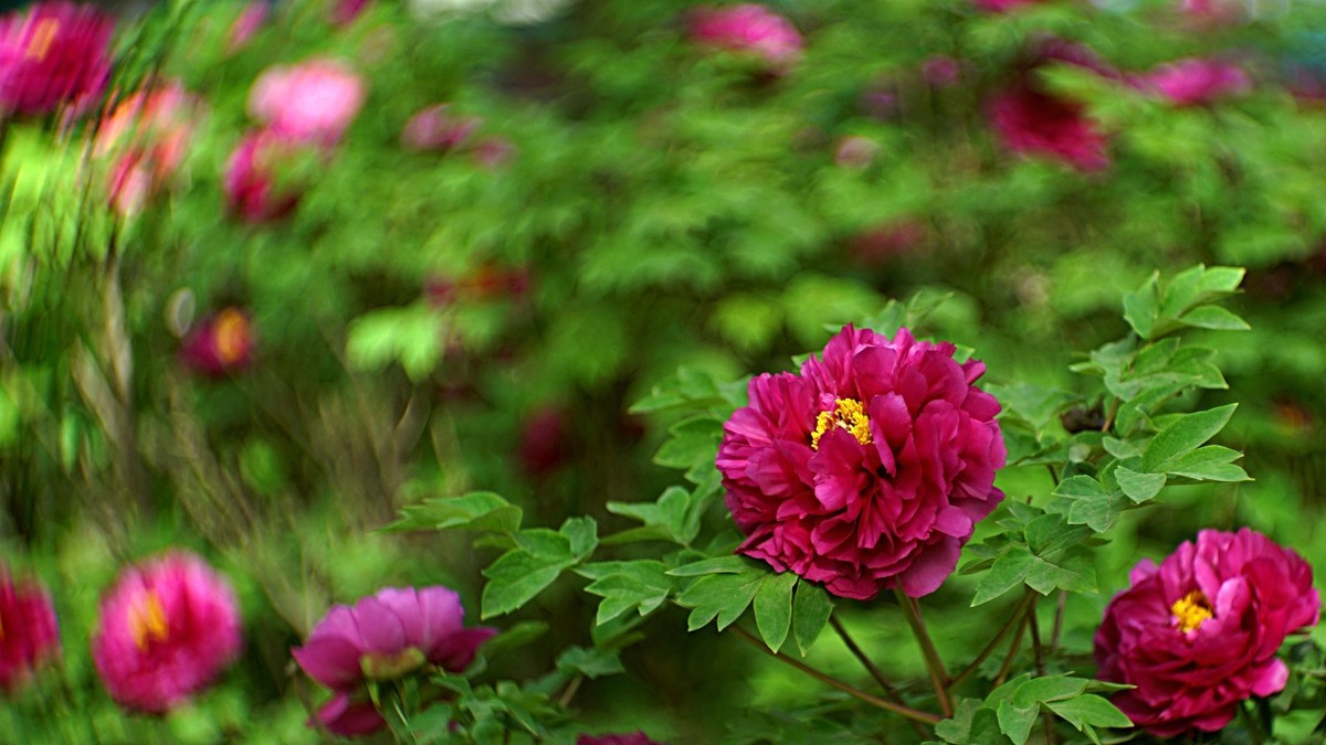 牡丹花开（三）