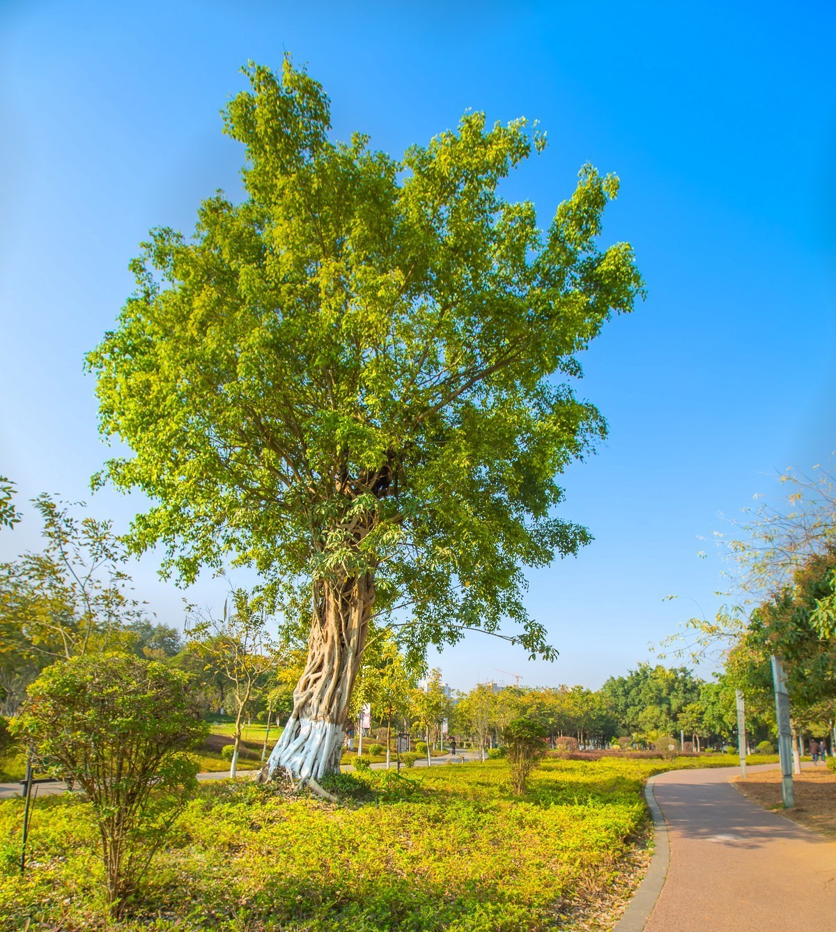 2025-04-11云南瑞丽弄莫湖公园（一)