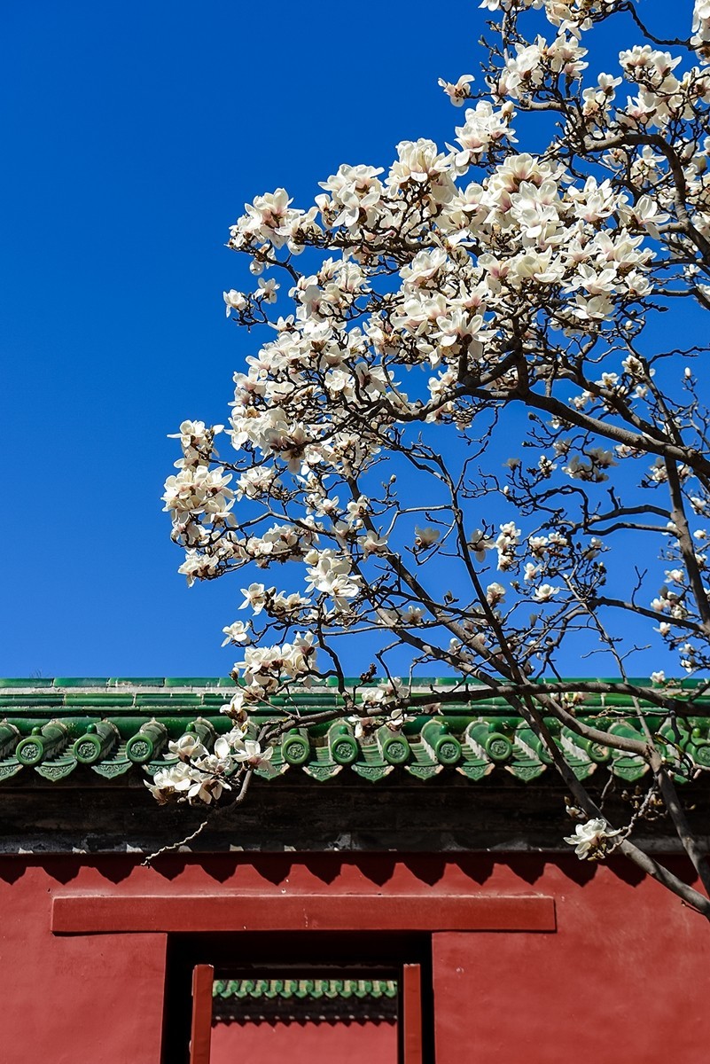 2025年第0184贴-天坛斋宫玉兰花（0316）