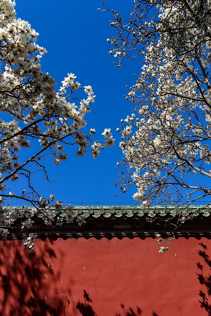 2025年第0184贴-天坛斋宫玉兰花（0316）