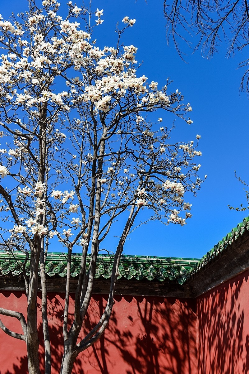 2025年第0184贴-天坛斋宫玉兰花（0316）