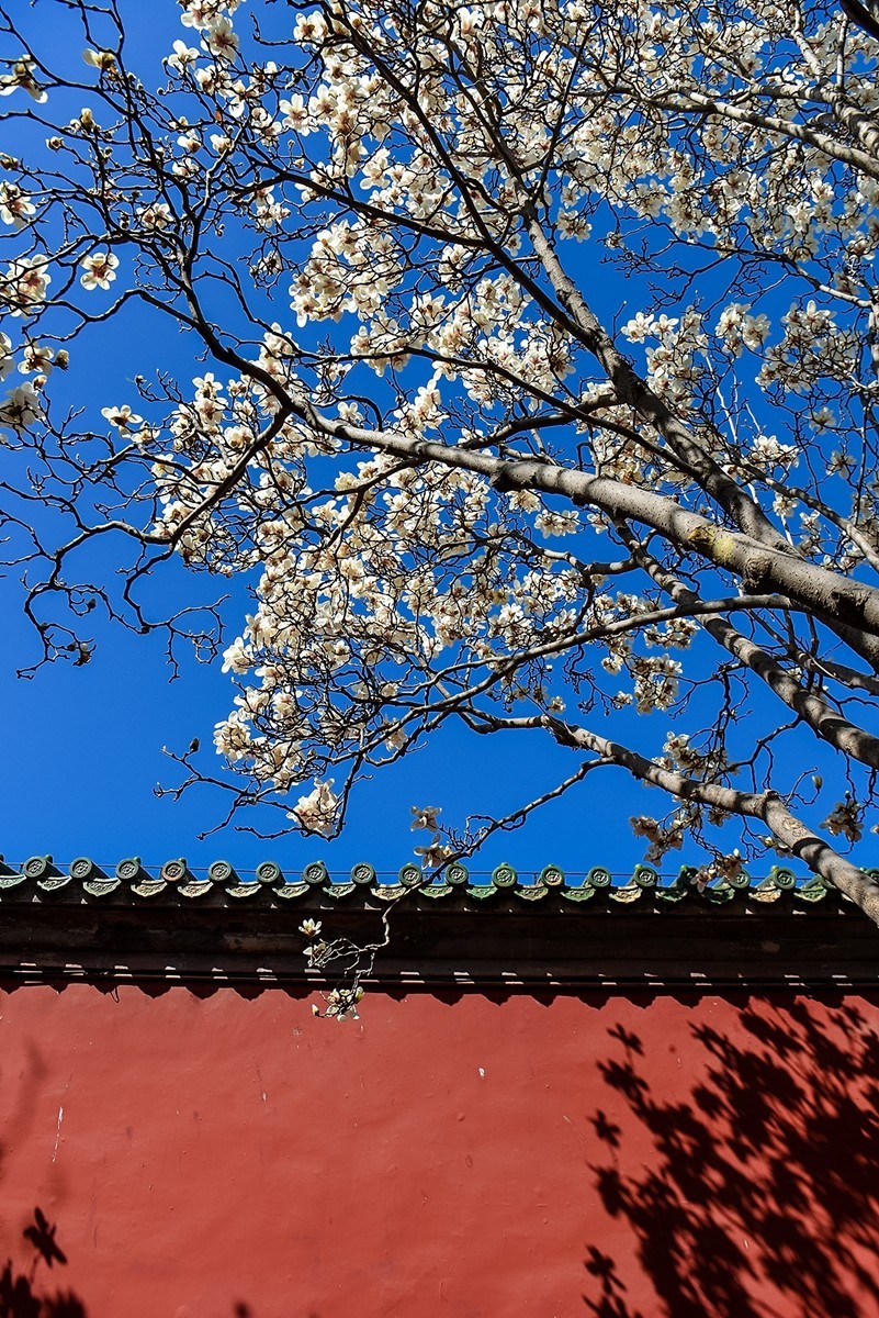 2025年第0184贴-天坛斋宫玉兰花（0316）