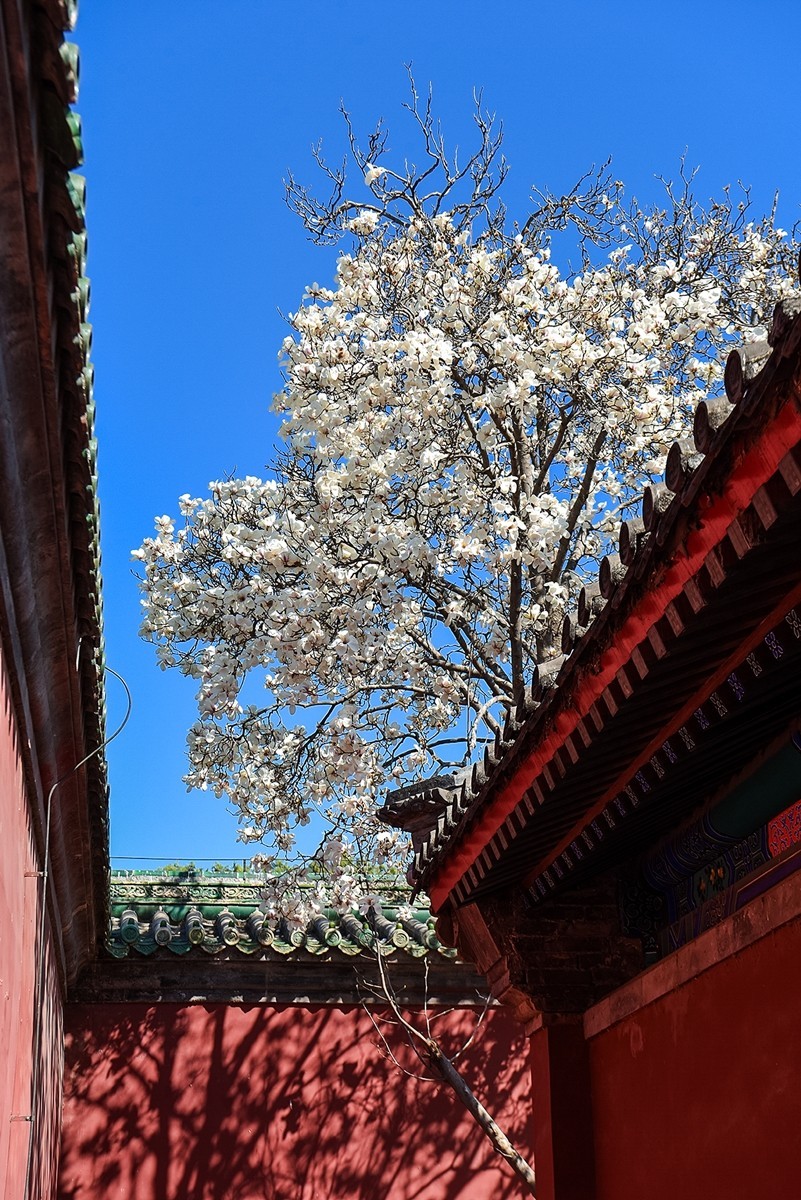 2025年第0184贴-天坛斋宫玉兰花（0316）