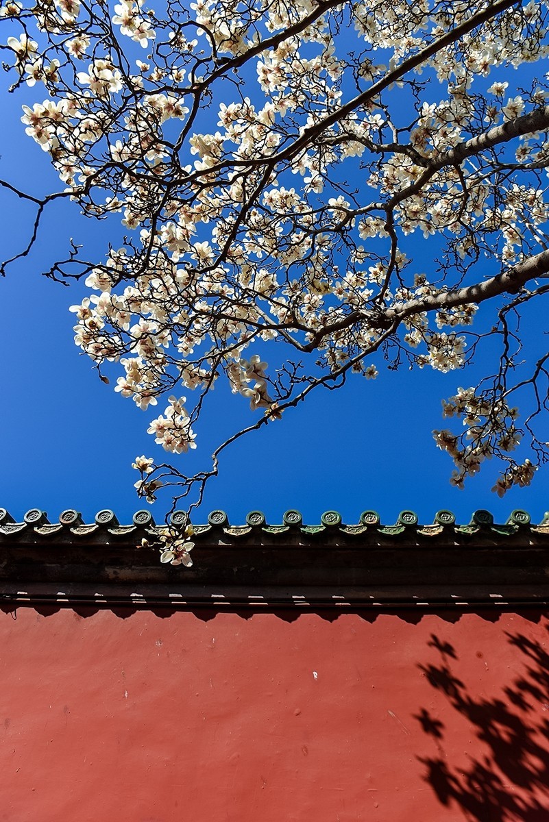 2025年第0184贴-天坛斋宫玉兰花（0316）