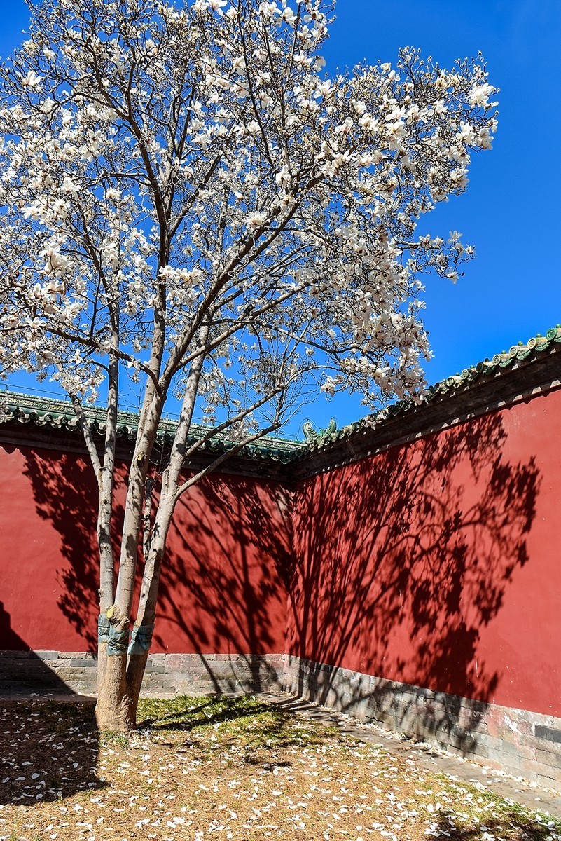 2025年第0184贴-天坛斋宫玉兰花（0316）