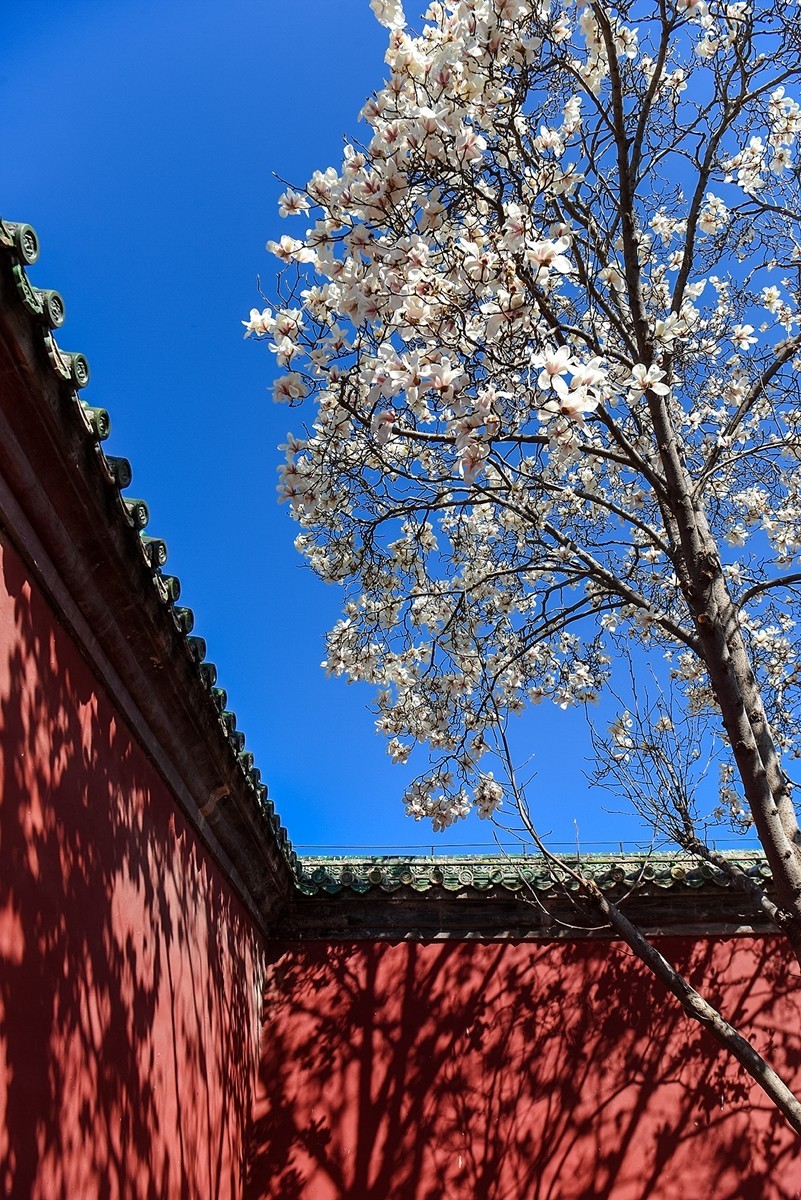 2025年第0184贴-天坛斋宫玉兰花（0316）