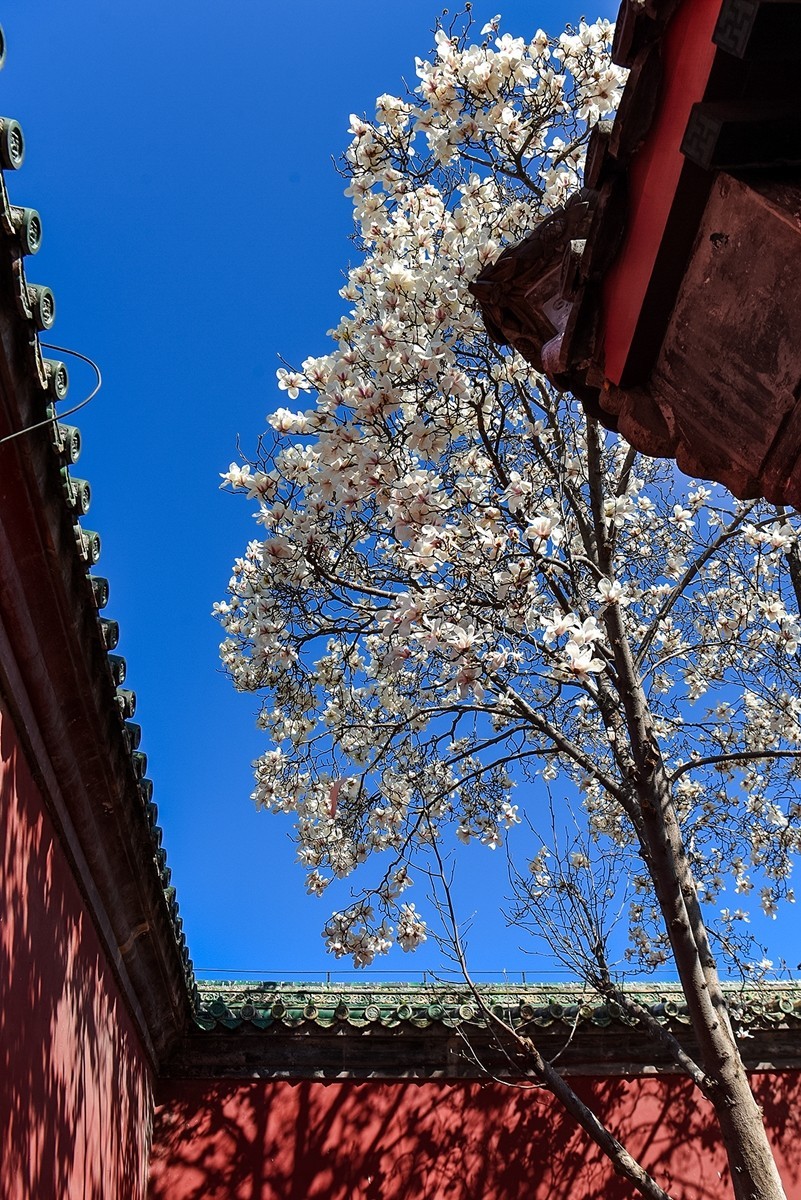 2025年第0184贴-天坛斋宫玉兰花（0316）