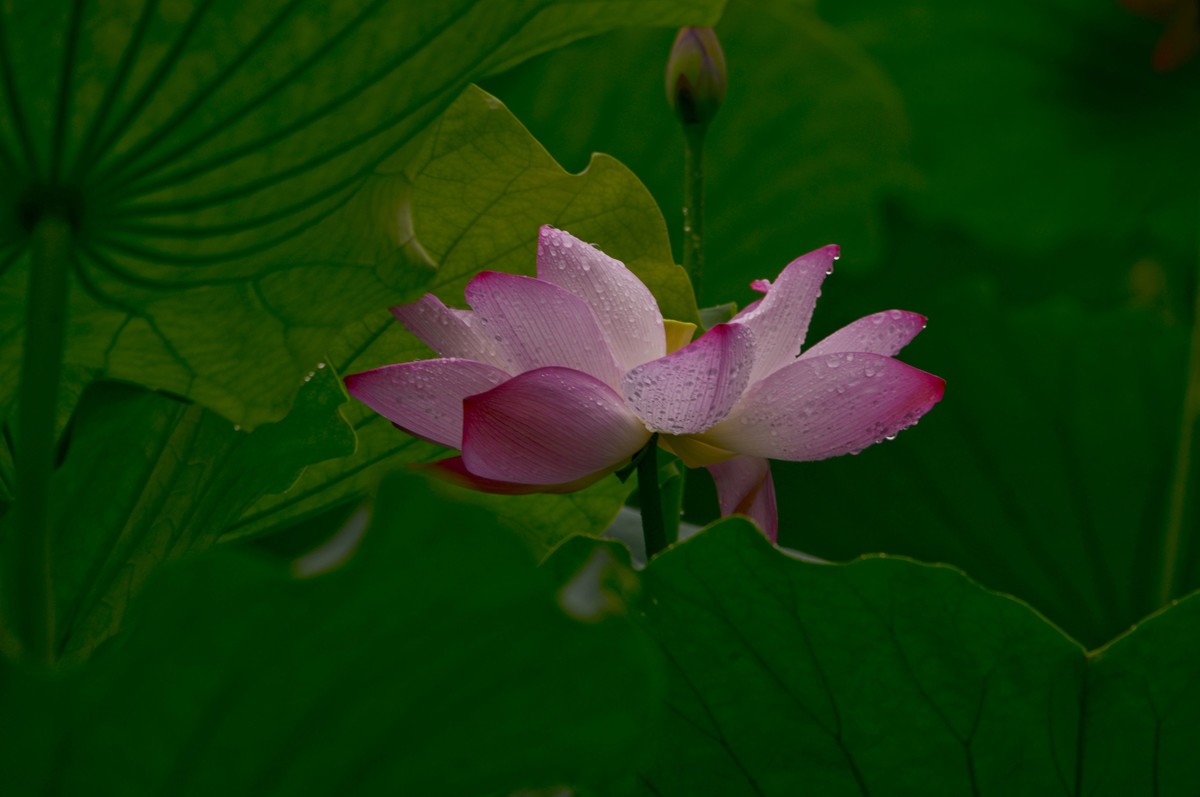 夏日雨荷（5）