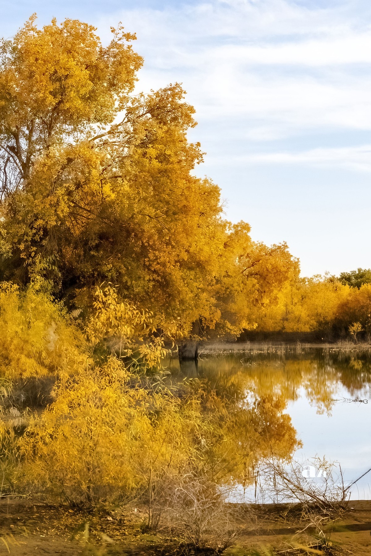 南疆行——罗布人村寨的秋（4）